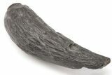 5" Fossil Sperm Whale (Scaldicetus) Tooth - South Carolina - #198778-1